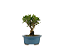 Bonsai de Cereja Anã (silvestre) 3 anos (20 cm ) - Imagem 11