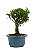 Bonsai de Cereja Anã (silvestre) 3 anos (20 cm ) - Imagem 10