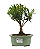 Bonsai de Cereja Anã (silvestre) 3 anos (20 cm ) - Imagem 5