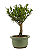 Bonsai de Cereja Anã (silvestre) 3 anos (20 cm ) - Imagem 8