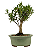 Bonsai de Cereja Anã (silvestre) 3 anos (20 cm ) - Imagem 7