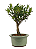 Bonsai de Cereja Anã (silvestre) 3 anos (20 cm ) - Imagem 6