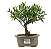 Bonsai de Cereja Anã (silvestre) 3 anos (20 cm ) - Imagem 1