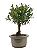 Bonsai de Cereja Anã (silvestre) 3 anos (20 cm ) - Imagem 4