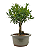 Bonsai de Cereja Anã (silvestre) 3 anos (20 cm ) - Imagem 2