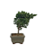 Bonsai de Junípero Procumbens 2 anos (18cm) - Imagem 4