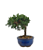 Bonsai de Junípero Procumbens 2 anos (18cm) - Imagem 14