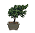 Bonsai de Junípero Procumbens 2 anos (18cm) - Imagem 10
