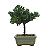 Bonsai de Junípero Procumbens 2 anos (18cm) - Imagem 7