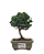 Bonsai de Junípero Procumbens 2 anos (18cm) - Imagem 1