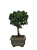 Bonsai de Junípero Procumbens 2 anos (18cm) - Imagem 2