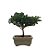 Bonsai de Junípero Procumbens 2 anos (18cm) - Imagem 7