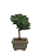Bonsai de Junípero Procumbens 2 anos (18cm) - Imagem 6