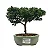 Bonsai de Junípero Procumbens 2 anos (18cm) - Imagem 9