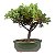 Bonsai de Junípero Procumbens 2 anos (18cm) - Imagem 19