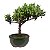Bonsai de Junípero Procumbens 2 anos (18cm) - Imagem 18
