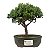 Bonsai de Junípero Procumbens 2 anos (18cm) - Imagem 17