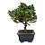 Bonsai de Junípero Procumbens 2 anos (18cm) - Imagem 16