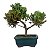 Bonsai de Junípero Procumbens 2 anos (18cm) - Imagem 15
