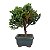 Bonsai de Junípero Procumbens 2 anos (18cm) - Imagem 14