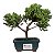 Bonsai de Junípero Procumbens 2 anos (18cm) - Imagem 13