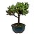 Bonsai de Junípero Procumbens 2 anos (18cm) - Imagem 12