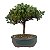 Bonsai de Junípero Procumbens 2 anos (18cm) - Imagem 11