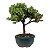 Bonsai de Junípero Procumbens 2 anos (18cm) - Imagem 10
