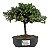 Bonsai de Junípero Procumbens 2 anos (18cm) - Imagem 9
