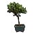 Bonsai de Junípero Procumbens 2 anos (18cm) - Imagem 8