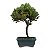 Bonsai de Junípero Procumbens 2 anos (18cm) - Imagem 7