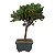 Bonsai de Junípero Procumbens 2 anos (18cm) - Imagem 6