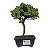 Bonsai de Junípero Procumbens 2 anos (18cm) - Imagem 5