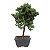 Bonsai de Junípero Procumbens 2 anos (18cm) - Imagem 4