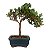 Bonsai de Junípero Procumbens 2 anos (18cm) - Imagem 3
