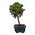 Bonsai de Junípero Procumbens 2 anos (18cm) - Imagem 2