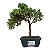 Bonsai de Junípero Procumbens 2 anos (18cm) - Imagem 1