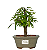 Bonsai de Calliandra Branca 3 Anos ( 22 cm ) - Imagem 5