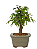 Bonsai de Calliandra Branca 3 Anos ( 22 cm ) - Imagem 6