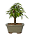 Bonsai de Calliandra Branca 3 Anos ( 22 cm ) - Imagem 7
