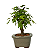 Bonsai de Calliandra Branca 3 Anos ( 22 cm ) - Imagem 8