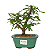 Bonsai de Calliandra Branca 3 Anos ( 22 cm ) - Imagem 9