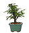 Bonsai de Calliandra Branca 3 Anos ( 22 cm ) - Imagem 12