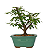 Bonsai de Calliandra Branca 3 Anos ( 22 cm ) - Imagem 11