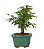 Bonsai de Calliandra Branca 3 Anos ( 22 cm ) - Imagem 10
