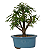 Bonsai de Calliandra Branca 3 Anos ( 22 cm ) - Imagem 3