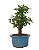 Bonsai de Calliandra Branca 3 Anos ( 22 cm ) - Imagem 2