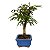 Bonsai de Calliandra branca 2 anos (20 cm) - Imagem 2