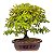 Bonsai de Calliandra Branca 5 Anos ( 30 cm ) - Imagem 7
