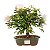 Bonsai de Calliandra Branca 5 Anos ( 30 cm ) - Imagem 13